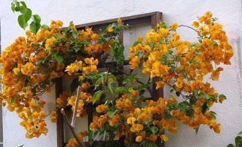 风水上适合种植三角梅的地方是哪些？