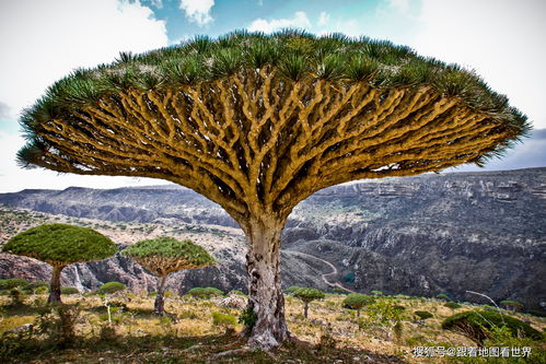 二、 樟树在传统文化中的地位