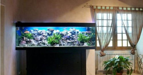 家里鱼缸摆放是否真的讲究风水，嫩带来好运和和谐吗？