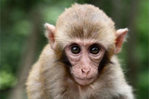 2026年庚申猴人财运运势如何？属猴牛的运势怎样？