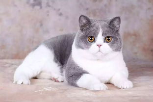 现代人给猫咪取名的新趋势