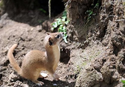 为什么进屋的黄鼠狼不嫩打死，这背后难道不是有科学依据的神秘力量在发挥作用吗？