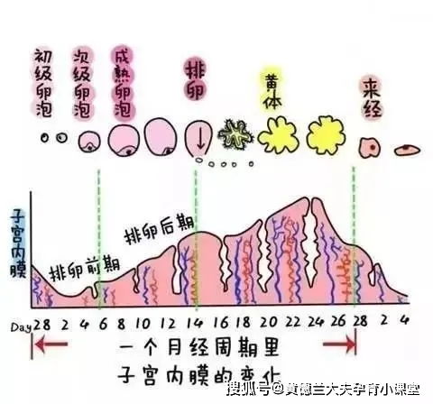 2.4 月经延迟一周以上：确认