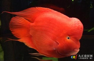 家里养鹦鹉合法吗？吉凶如何？风水改写为鹦鹉风水适宜否？