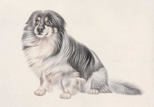 2026年属狗人全年运势和1982年属狗女贵人分别是什么？