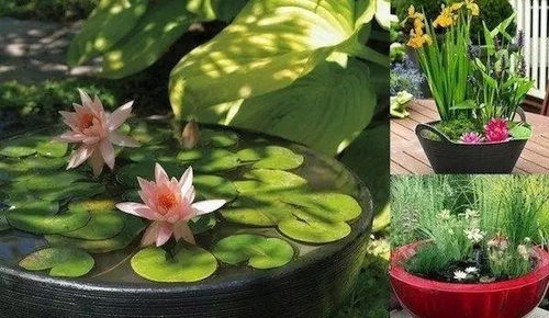 屋前池塘风水好，种招财水生植物行吗？