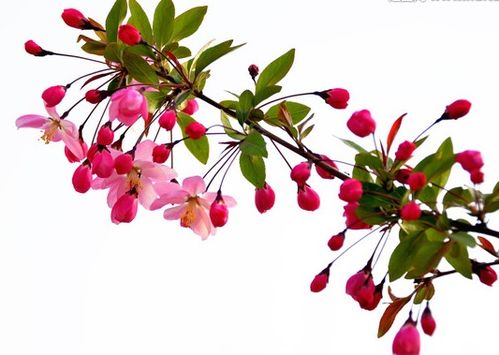 二、 属鼠者：社交明星属性驱动下的桃花高峰