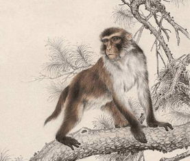 2005年出生属猴的人2025年财运如何？