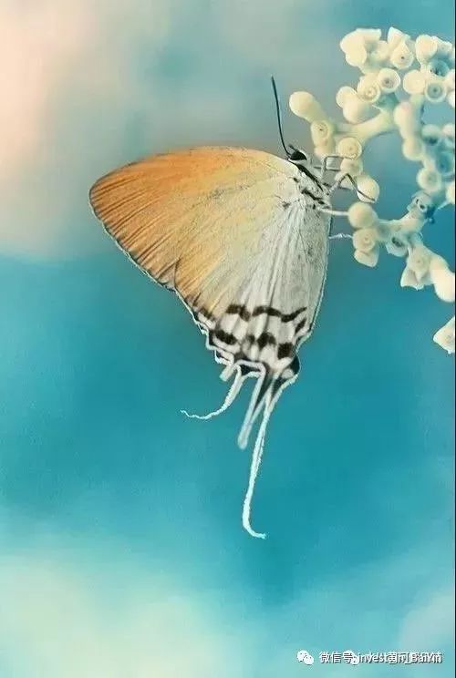 蝴蝶的文化象征与植物共生关系