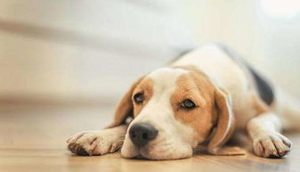 4. 财位禁压原则及吉祥物摆放指南