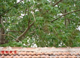 2. 生机勃勃的气场营造