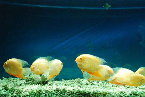 （二） 底质结构对越冬环境的影响