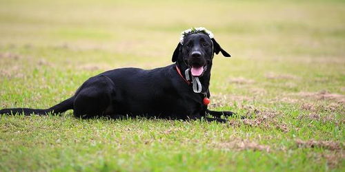 驱邪效果比黑狗血还灵