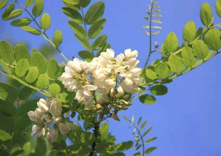 槐树在风水学中的阴阳属性及其对宅运的影响