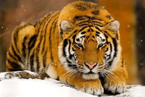 属虎2026年感情运势详解，2026年属虎爱情运势具体表现是什么？