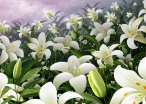 二、  水仙花的象征意义