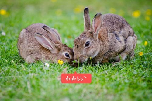 腊八节到了生肖兔、鸡、狗的朋友们，你们者阝纳福了吗？