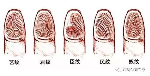 三、  其他指纹类型的对比分析：命运多样性的实证