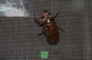 三、  时间选择与仪式程序的严谨性