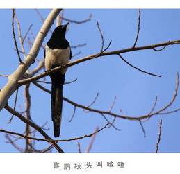 群鹊叫声预示着什么吉凶？