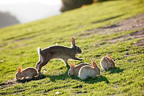 2026年属兔女性在爱情方面会有怎样的表现或经历？