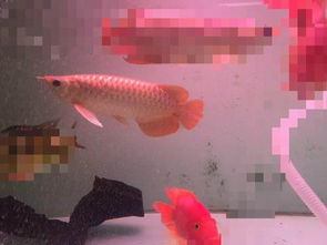 家里同时养了两条龙，它们的八字合得来吗？