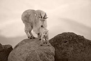 震惊！这些月份出生的属羊人竟然这么牛？看完我跪了！