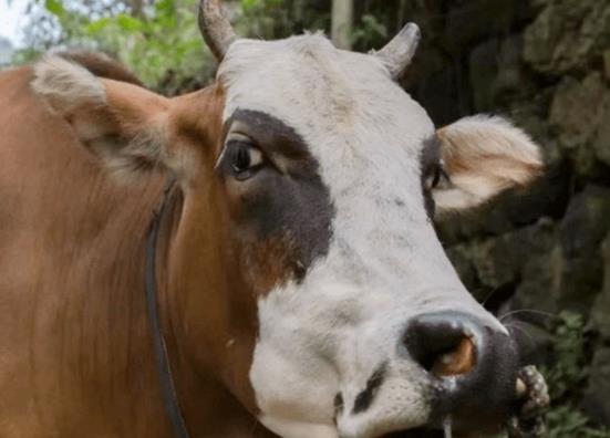 牛气冲天的牛年人