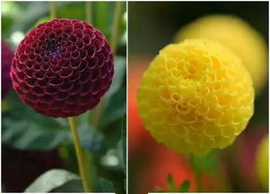 三、丑橘的风水考量：聚拢吉运