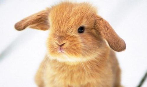 45岁属兔的人是什么命？这个属兔的45岁之人命运如何？