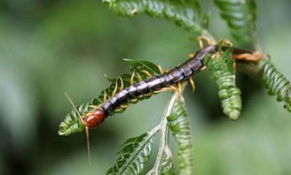 梦见用火烧蜈蚣是什么预兆？周公解梦里烧蜈蚣的寓意是什么？