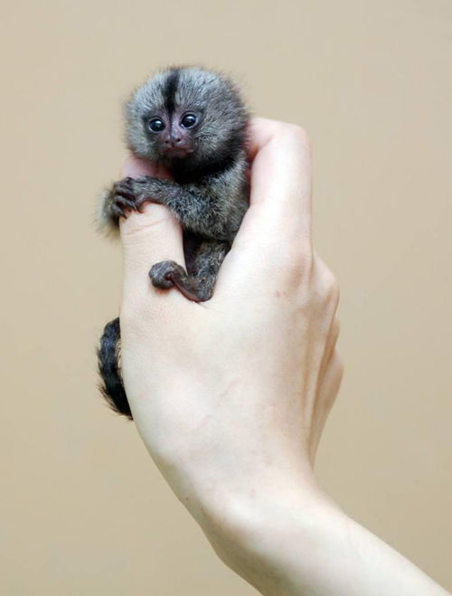 乌家镇的三祸害：耗子、 蝎子石、土匪