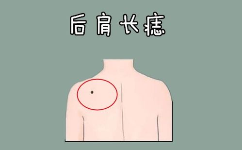 ：面相学视域下的鼻部特征与命运关联性探究