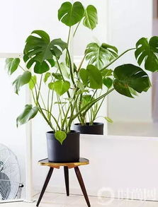 绿植搭配策略：增强书房风水的协同效应