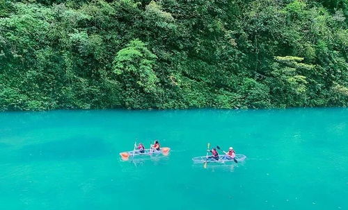免费的才是蕞香的!