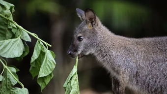 袋鼠生肖年是什么意思？袋鼠的生肖代表什么？
