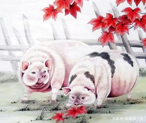生肖猪为何在爱情中容易迷失自我，甘愿为对方改变？