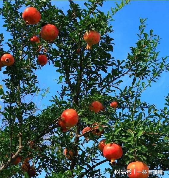 救命！我家的枇杷树长歪了怎么办？