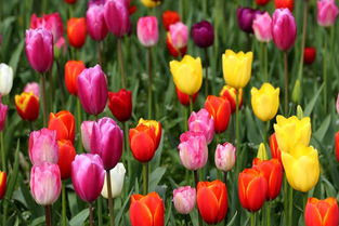 A. 主题花海——色彩斑斓还是色彩噪音？