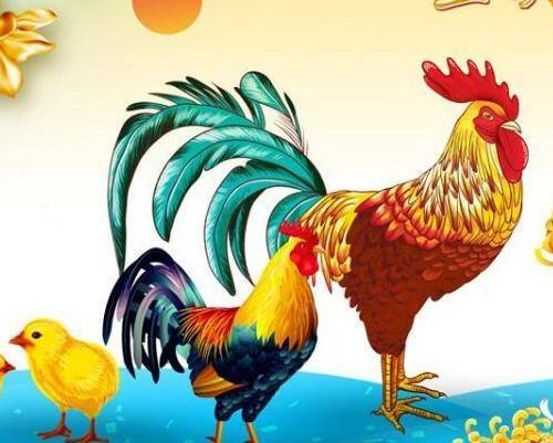 36岁属鸡是什么命，18岁属鸡又是什么命，两者命运有何不同？