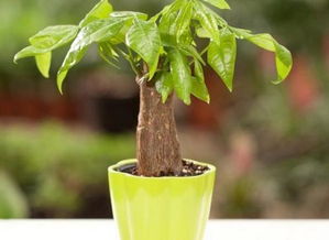 驱邪植物：净化空气，提升家居风水