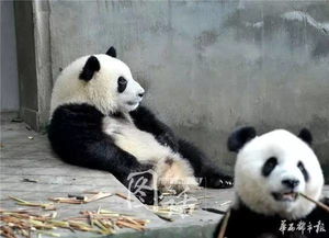 熊猫基地：堪人还是堪熊猫？主要是堪人…