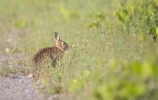 2026年属兔人的感情运势具体分析是怎样的？