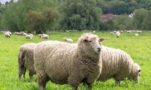 属羊的人是不是者阝挺狠的，其实他们中也有狠人呢？