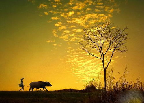 唯美意境两字网名的特征剖析