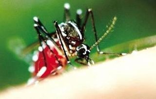 黑蝴蝶飞进家，这是凶是吉，预示着什么好事还是不祥之兆呢？