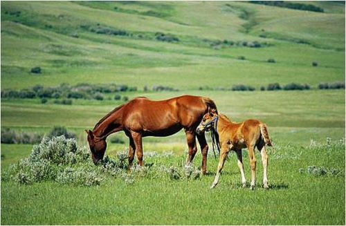 风水学中，马与马婚配如何调整布局以改善运势？