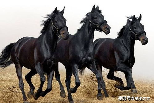 2026年属马的人爱情和婚姻状态会有哪些变化？