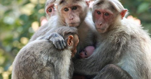 猴子的顽皮劲儿