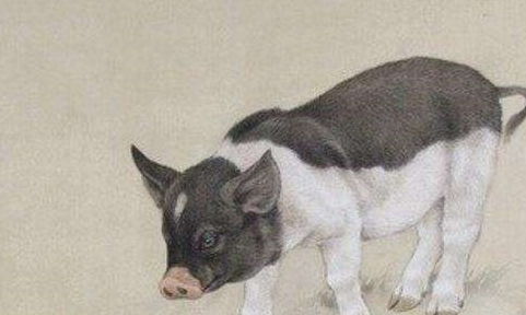 属猪男女财运如何，转运最旺的吉祥物是什么？